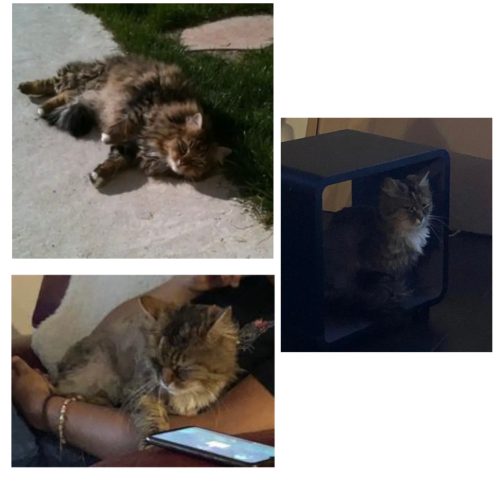 Yoshi est un chat perdu à Monchy-Humières dans le département de l'Ois Yoshi est un chat perdu à Monchy-Humières dans le département de l'Ois