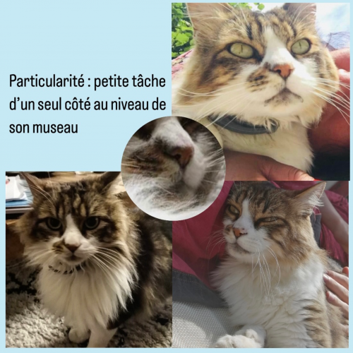 William est un chat perdu à Monchy-Humières dans le département de l'O William est un chat perdu à Monchy-Humières dans le département de l'O