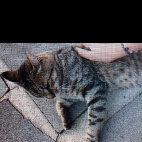 Hatchi est un chat perdu à Aurillac dans le département du Cantal (15) Hatchi est un chat perdu à Aurillac dans le département du Cantal (15)
