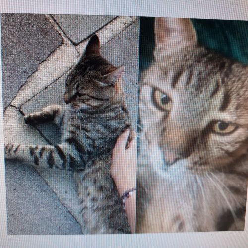 Hatchi est un chat perdu à Aurillac dans le département du Cantal (15)