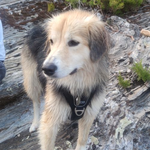 #FR221283 - Leti - Chien perdu - Ponte Leccia | AnimalWeb