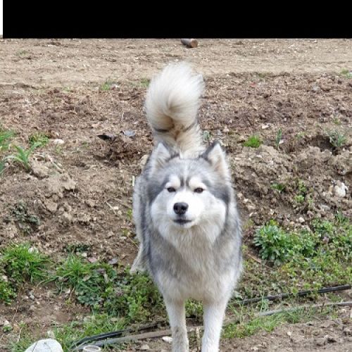 Disparition d'un chien qui s'appelle Phoenix à Bessède-de-Sault dans l