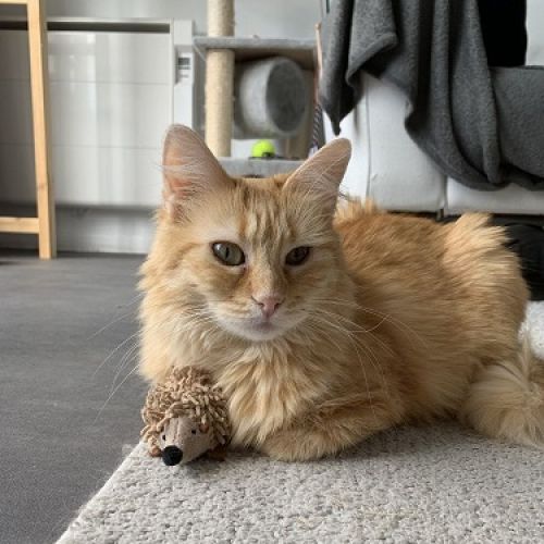 #FR221287 - Foxie - Chat perdu - La Rochelle | AnimalWeb #FR221287 - Foxie - Chat perdu - La Rochelle | AnimalWeb