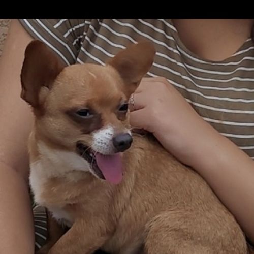 #FR221288 - Roucky - Chien perdu - La Crau | AnimalWeb #FR221288 - Roucky - Chien perdu - La Crau | AnimalWeb