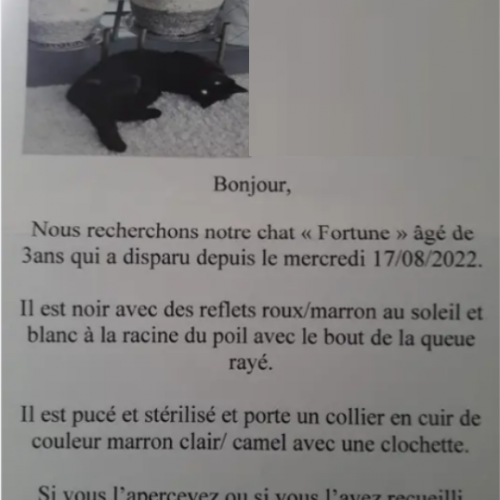#FR221296 - Fortune - Chat perdu - Olonne-sur-Mer | AnimalWeb #FR221296 - Fortune - Chat perdu - Olonne-sur-Mer | AnimalWeb