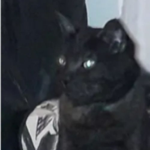 #FR221296 - Fortune - Chat perdu - Olonne-sur-Mer | AnimalWeb #FR221296 - Fortune - Chat perdu - Olonne-sur-Mer | AnimalWeb