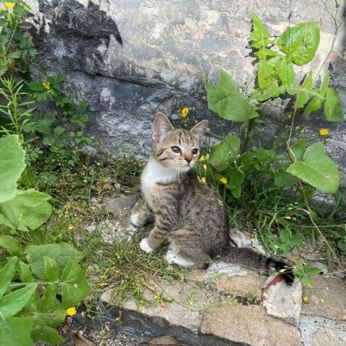 #FR221303 - Chat perdu