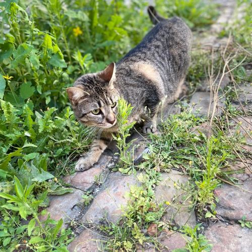 #FR221304 - Chat perdu