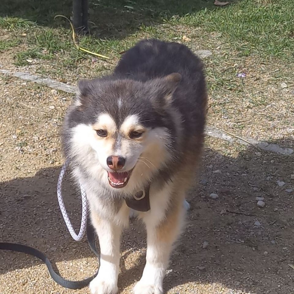 FR221308 Parcker Chien perdu CrécyCouvé Animal