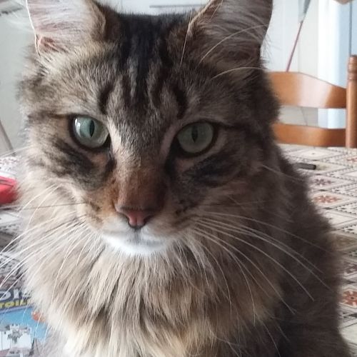 #FR221312 - Chat perdu #FR221312 - Chat perdu