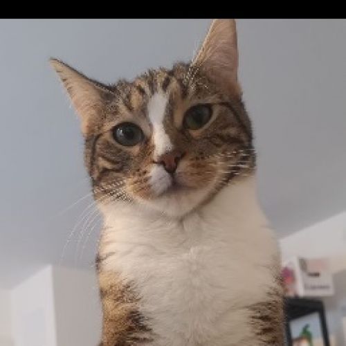 #FR221313 - Chat perdu #FR221313 - Chat perdu