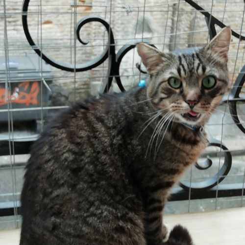 #FR221315 - Chat perdu #FR221315 - Chat perdu