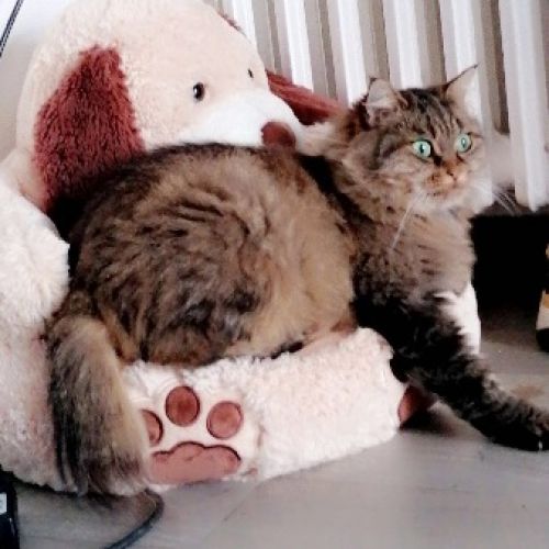 #FR221316 - Chat perdu