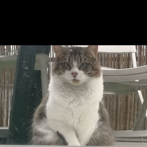 #FR221318 - Chat perdu #FR221318 - Chat perdu