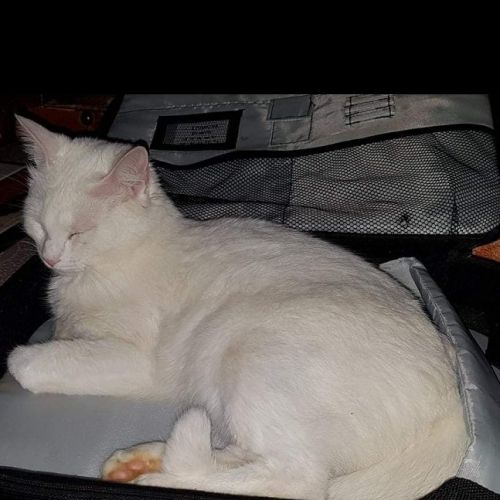 #FR210132 - Chat Perdu #FR210132 - Chat Perdu