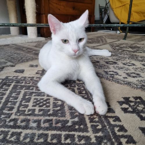 #FR221320 - Chat perdu