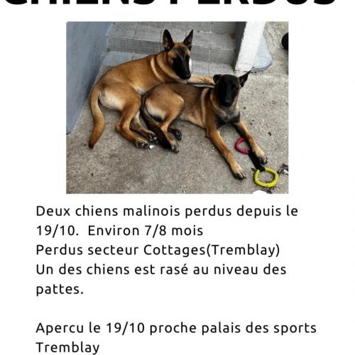 #FR221328 - Chiens perdus