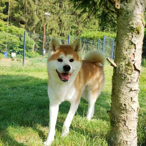 #FR221334 - Chien perdu #FR221334 - Chien perdu