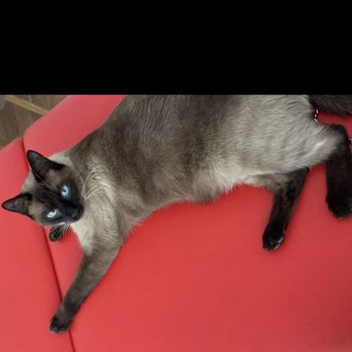 FR221340 - Saphir - chat perdu - Noisy-le-Grand AnimalWeb France