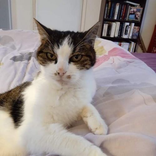 FR221346 - Fifi - chat perdu - Saint-Cast-le-Guildo AnimalWeb France