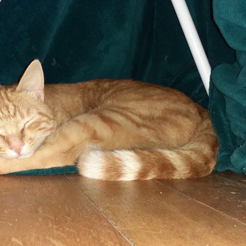 FR221352 - Opale - chat perdu - Cergy AnimalWeb France