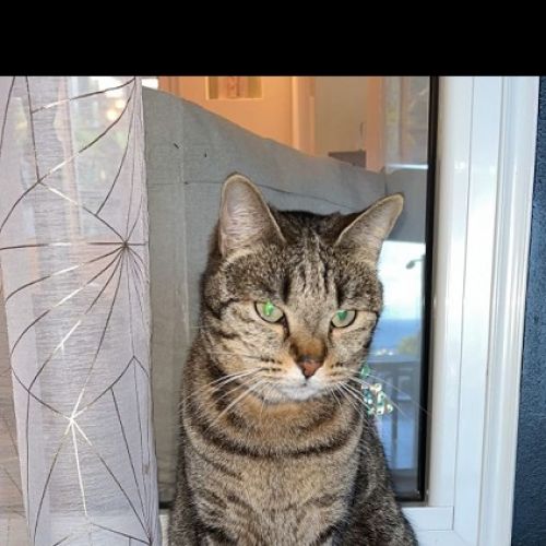 FR221359 - Praline - chat perdu - La Possession Praline - chat perdu - La Possession - AnimalWeb France