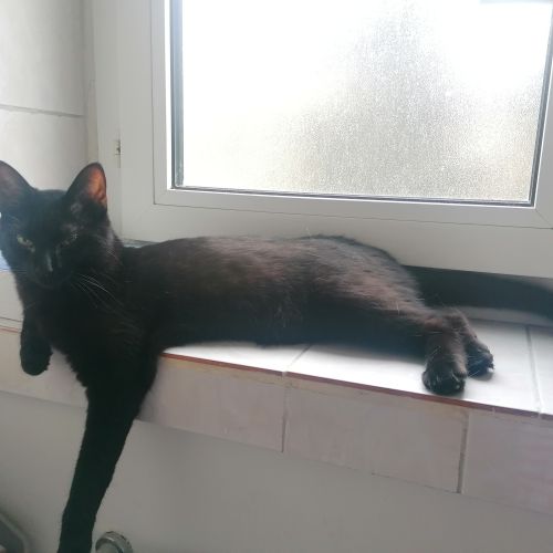 #FR221363 - Chat perdu #FR221363 - Chat perdu