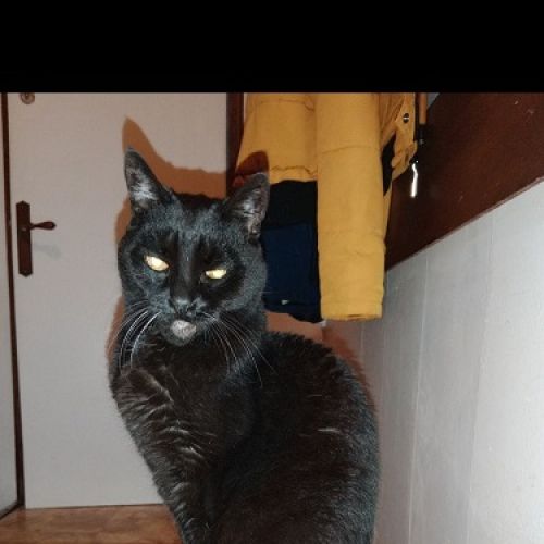 FR221367 - Vinyle - chat perdu - Sainte-Geneviève-des-Bois Vinyle - chat perdu - Sainte-Geneviève-des-Bois - AnimalWeb France