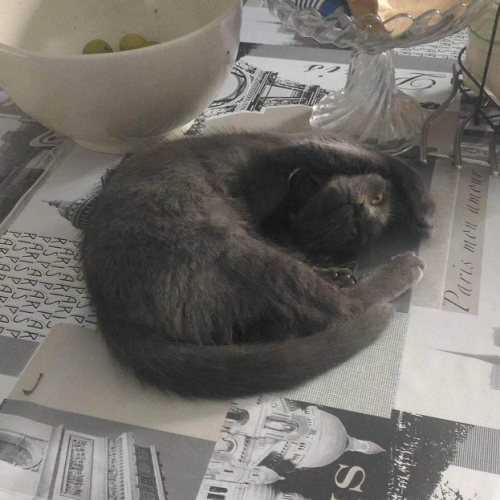 Nobel - chat perdu - Tonnerre - AnimalWeb France