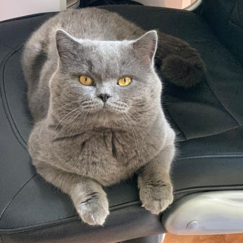 Zayd - chat perdu - Antony - AnimalWeb France