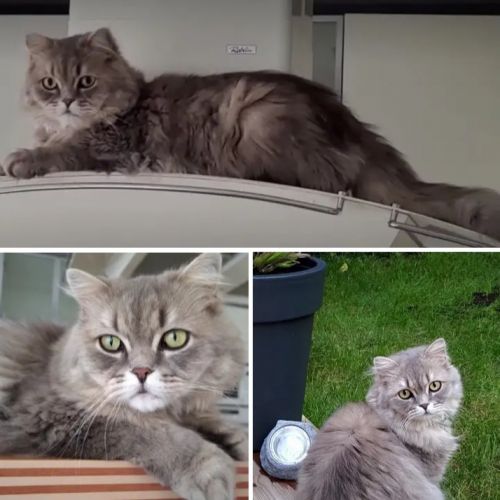 Prince - chat perdu - Neuilly-Plaisance - AnimalWeb France