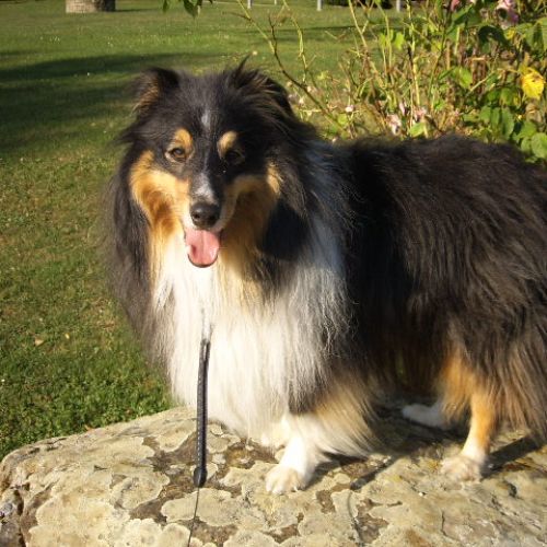 #FR2301390 - Chien perdu #FR2301390 - Chien perdu