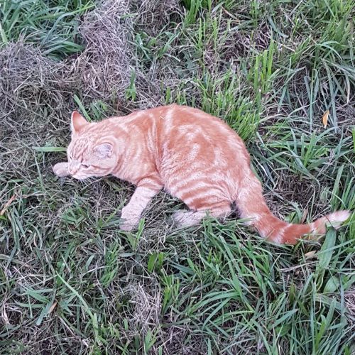 FR2301391 - Caramel - chat perdu - Rochechouart FR2301391 - Caramel - chat perdu - Rochechouart - AnimalWeb France