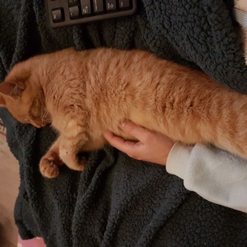 #FR2301395 - Chat perdu #FR2301395 - Chat perdu