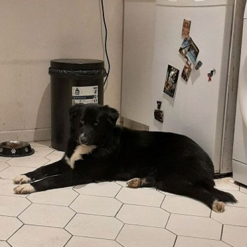 FR2301394 - Nephtys - Chien perdu - Ormesson-sur-Marne FR2301394 - Nephtys - Chien perdu - Ormesson-sur-Marne - AnimalWeb Fra