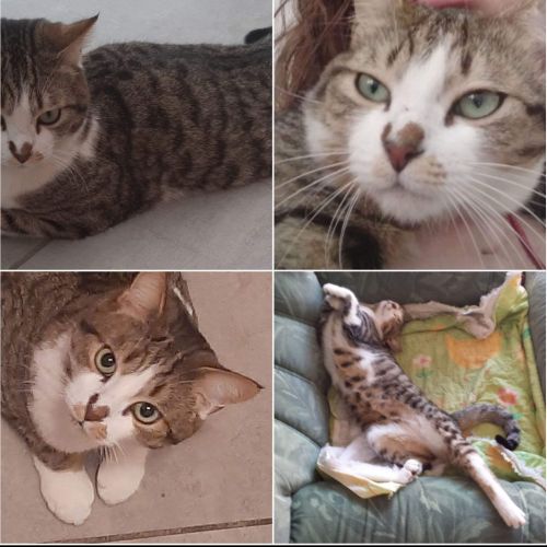 #FR210014 - Chat Perdu #FR210014 - Chat Perdu