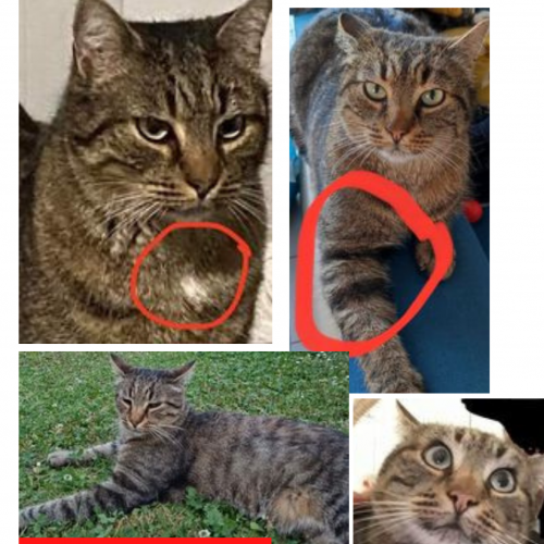 FR2301404 - Mistigris - chat perdu - Noyelles-Godault FR2301404 - Mistigris - chat perdu - Noyelles-Godault - AnimalWeb Fran