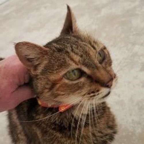 FR2301407 - Mymiss - Chat perdu - Saint-Hilaire-de-Riez FR2301407 - Mymiss - Chat perdu - Saint-Hilaire-de-Riez - AnimalWeb Fr