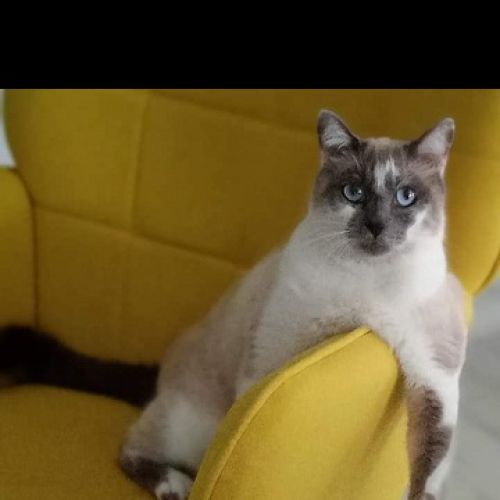 FR2301408 - Tokyo - chat perdu - Lespinasse FR2301408 - Tokyo - chat perdu - Lespinasse - AnimalWeb France