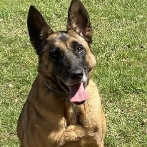 FR2301412 - Lord - Chien perdu - Saint-Laurent-en-Gâtines - AnimalWeb 