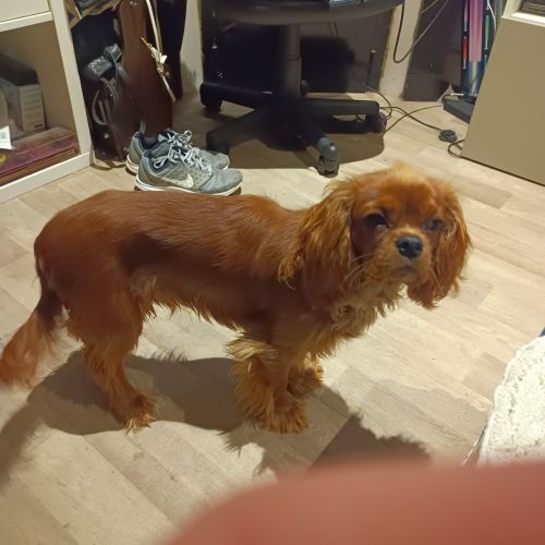 FR2301413 - Tintin - Chien perdu - Laxou - AnimalWeb France