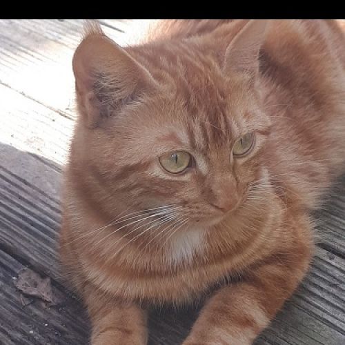 FR2301418 - Miloune - Chat perdu - Plougonver FR2301418 - Miloune - Chat perdu - Plougonver - AnimalWeb France