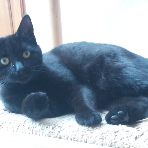 #FR210142 - Chat Perdu #FR210142 - Chat Perdu