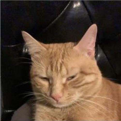 FR2301420 - Minou - Chat perdu - Sequedin FR2301420 - Minou - Chat perdu - Sequedin - AnimalWeb France