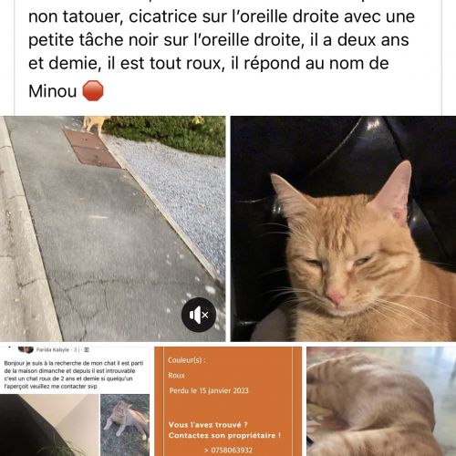 FR2301420 - Minou - Chat perdu - Sequedin FR2301420 - Minou - Chat perdu - Sequedin - AnimalWeb France