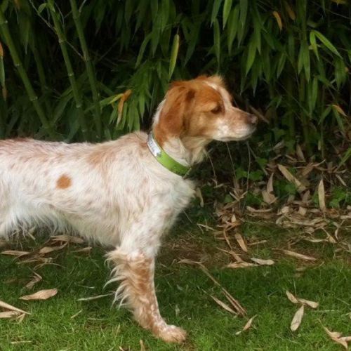 FR2301425 - Isis - Chien perdu - Verrines-sous-Celles - AnimalWeb Fran