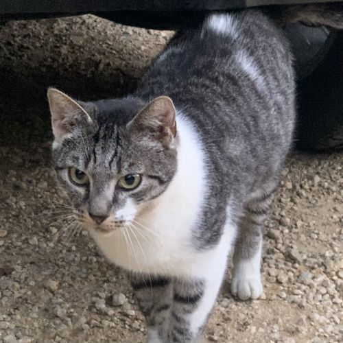 FR2301428 - Loki - Chat perdu - Rosult FR2301428 - Loki - Chat perdu - Rosult - AnimalWeb France