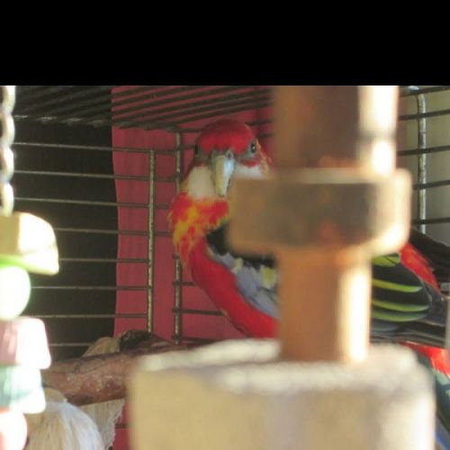 FR2301439 - Horus - Perruche perdue - Chantonnay - AnimalWeb France