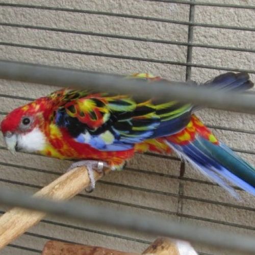 FR2301439 - Horus - Perruche perdue - Chantonnay - AnimalWeb France