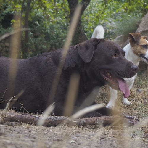 FR2301443 - Melchiorre - Chien perdu - Bisinao - Marato FR2301443 - Melchiorre - Chien perdu - Bisinao - Marato - AnimalWeb Fr